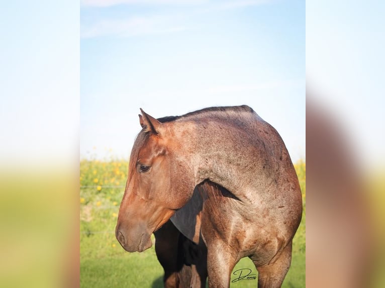 American Quarter Horse Wałach 6 lat 160 cm Gniadodereszowata in Thedford, NE