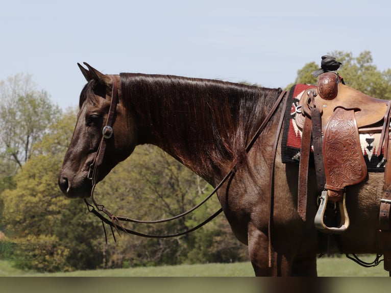 American Quarter Horse Wałach 6 lat 160 cm Grullo in Purdy