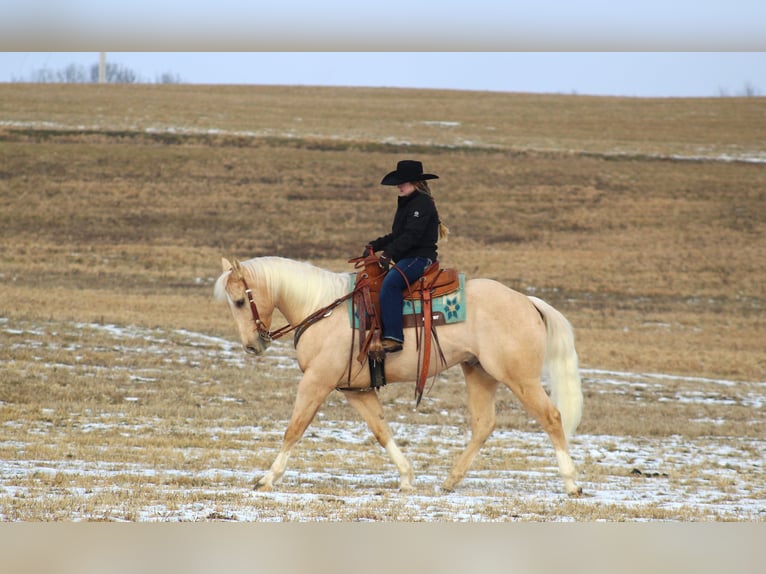 American Quarter Horse Wałach 6 lat 160 cm Izabelowata in Clarion, PA