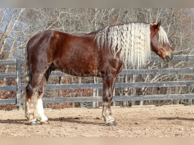 American Quarter Horse Mix Wałach 6 lat 160 cm Izabelowata in Clover, SC