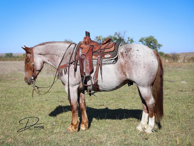 American Quarter Horse Mix Wałach 6 lat 160 cm Kasztanowatodereszowata in Thedford, NE