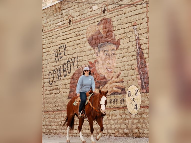 American Quarter Horse Wałach 6 lat 160 cm Kasztanowatodereszowata in Huckabay, TX