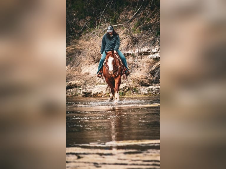 American Quarter Horse Wałach 6 lat 160 cm Kasztanowatodereszowata in Huckabay, TX