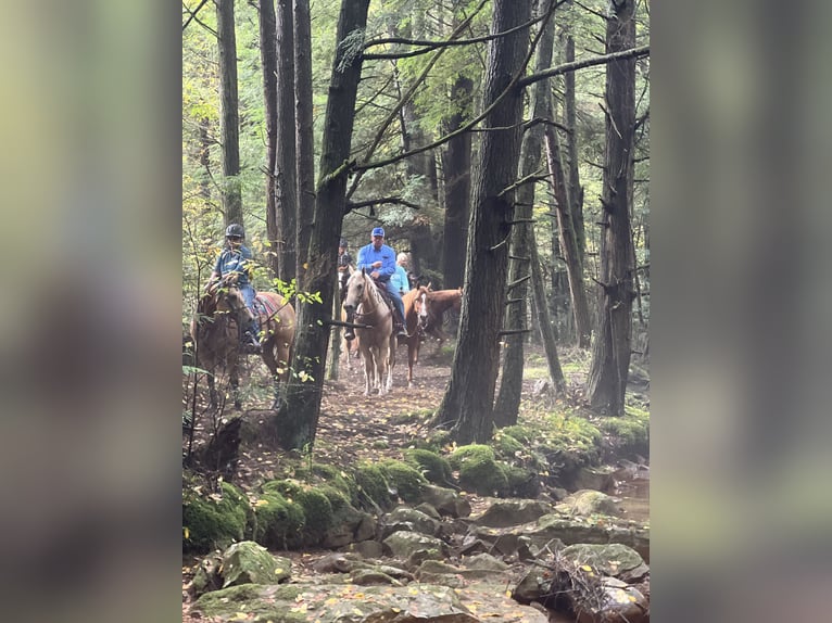 American Quarter Horse Wałach 6 lat 160 cm in Clarion, PA