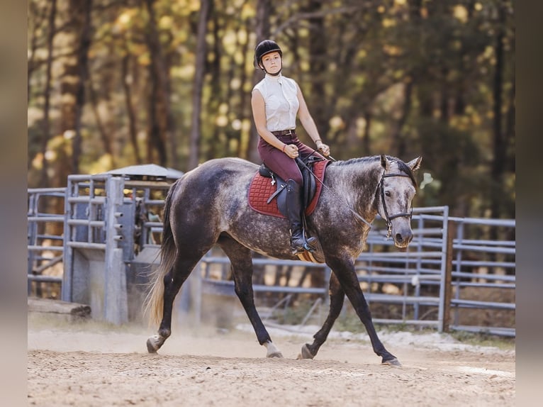 American Quarter Horse Wałach 6 lat 160 cm Siwa in Lyles, TN