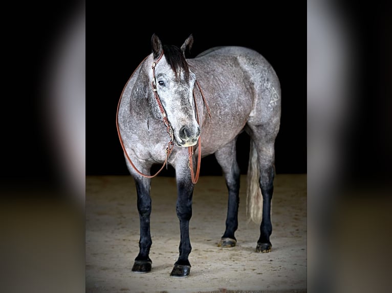 American Quarter Horse Wałach 6 lat 160 cm Siwa in Clarion, PA