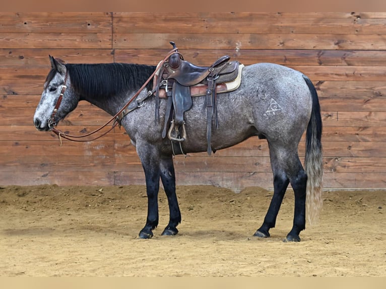 American Quarter Horse Wałach 6 lat 160 cm Siwa in Clarion, PA