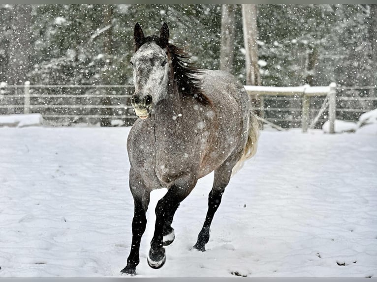 American Quarter Horse Wałach 6 lat 160 cm Siwa in Clarion, PA