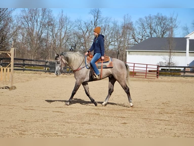 American Quarter Horse Wałach 6 lat 160 cm Siwa in Highland MI