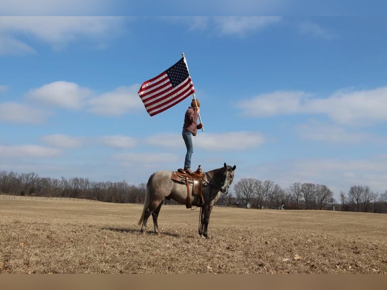 American Quarter Horse Wałach 6 lat 160 cm Siwa in Highland MI