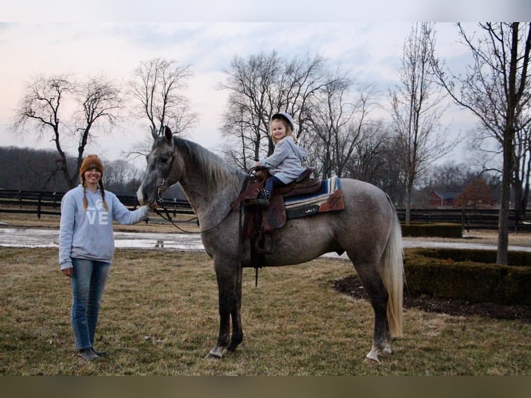 American Quarter Horse Wałach 6 lat 160 cm Siwa in Highland MI