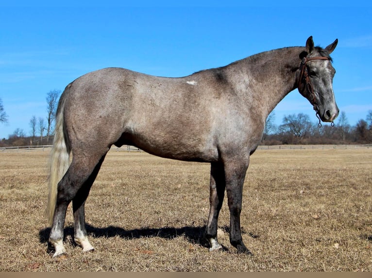 American Quarter Horse Wałach 6 lat 160 cm Siwa in Highland MI