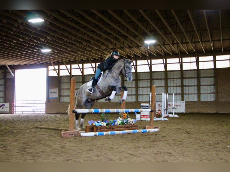 American Quarter Horse Wałach 6 lat 160 cm Siwa in Highland MI