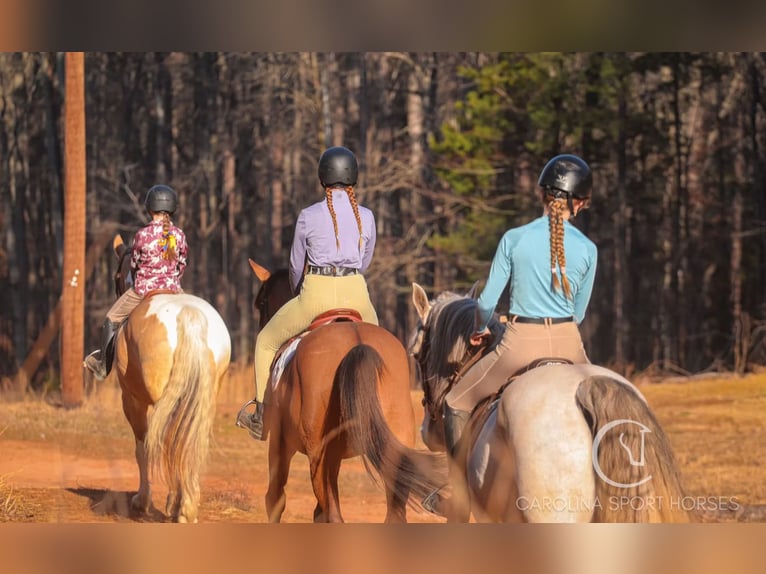 American Quarter Horse Mix Wałach 6 lat 160 cm in Clover, SC