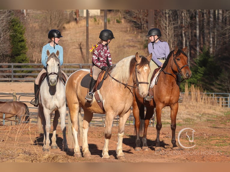 American Quarter Horse Mix Wałach 6 lat 160 cm in Clover, SC