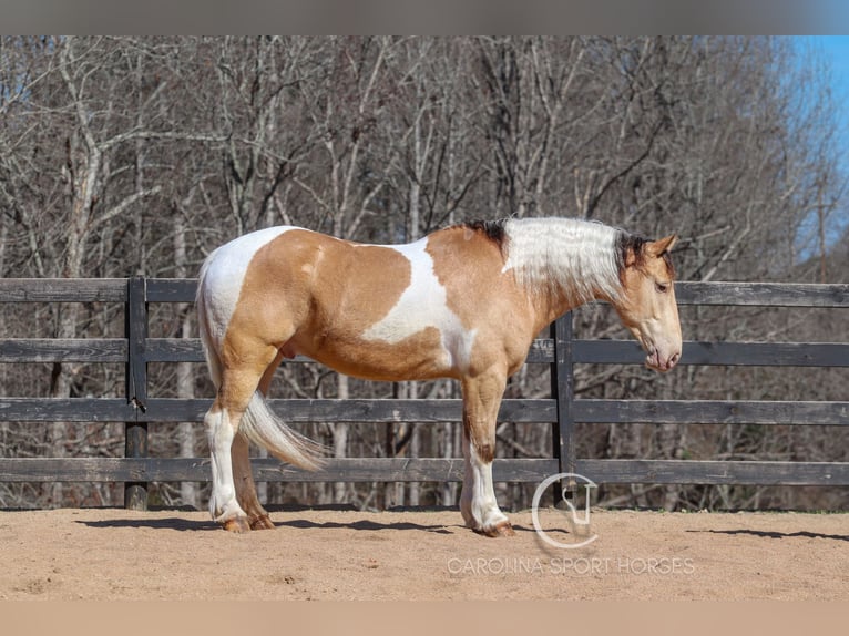 American Quarter Horse Mix Wałach 6 lat 160 cm in Clover, SC