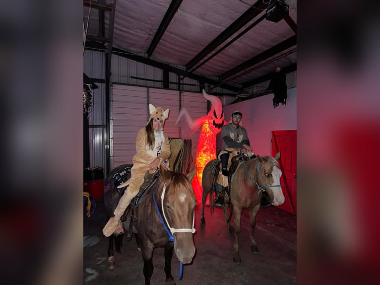 American Quarter Horse Wałach 6 lat 163 cm Gniada in Fort Worth Texas