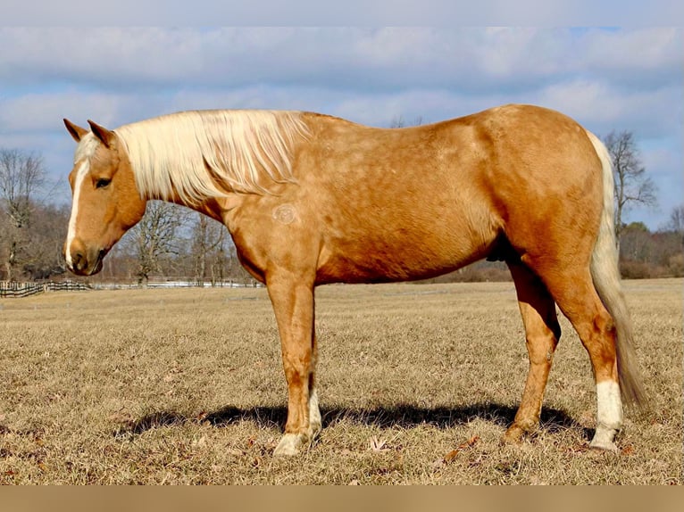 American Quarter Horse Wałach 6 lat 163 cm Izabelowata in Highland Mi