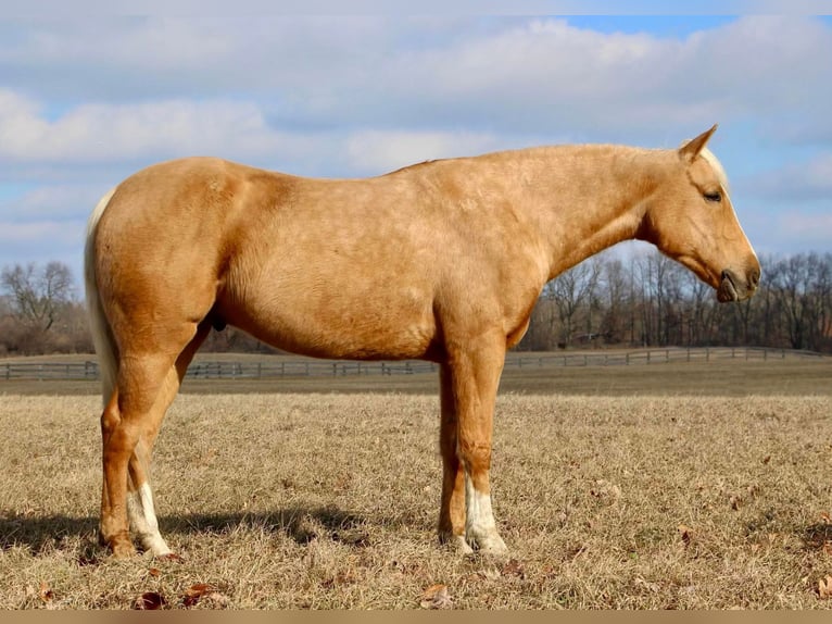 American Quarter Horse Wałach 6 lat 163 cm Izabelowata in Highland Mi
