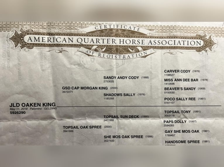 American Quarter Horse Wałach 6 lat 163 cm Izabelowata in Ravenna TX