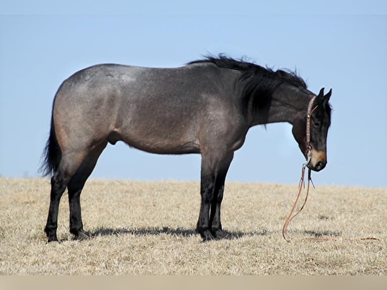 American Quarter Horse Wałach 6 lat 163 cm Karodereszowata in Mount vernon KY