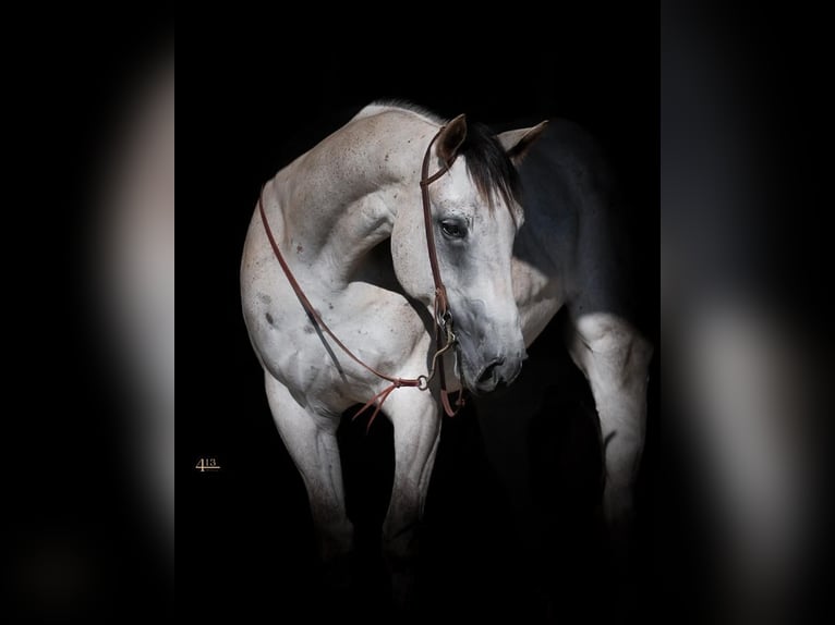 American Quarter Horse Wałach 6 lat 163 cm Siwa in Montrose, CO