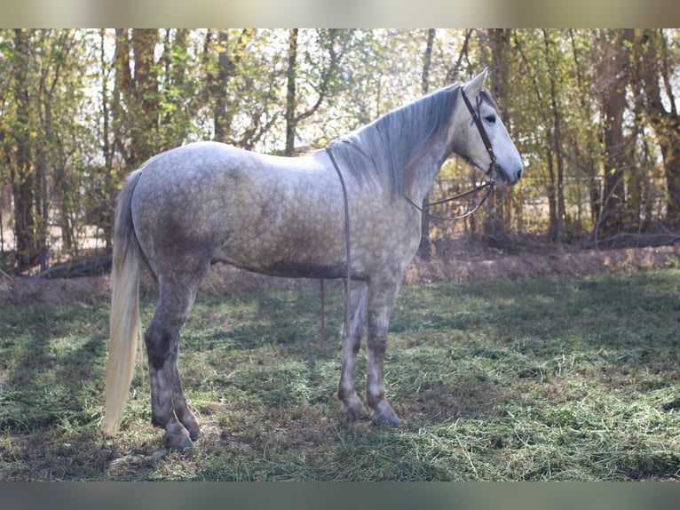 American Quarter Horse Wałach 6 lat 163 cm Siwa in El Paso TX