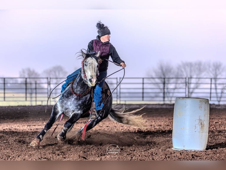 American Quarter Horse Wałach 6 lat 163 cm Siwa in Princeton MO