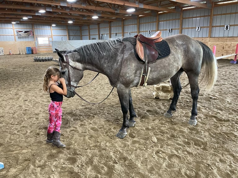 American Quarter Horse Wałach 6 lat 163 cm Siwa in Warsaw KY