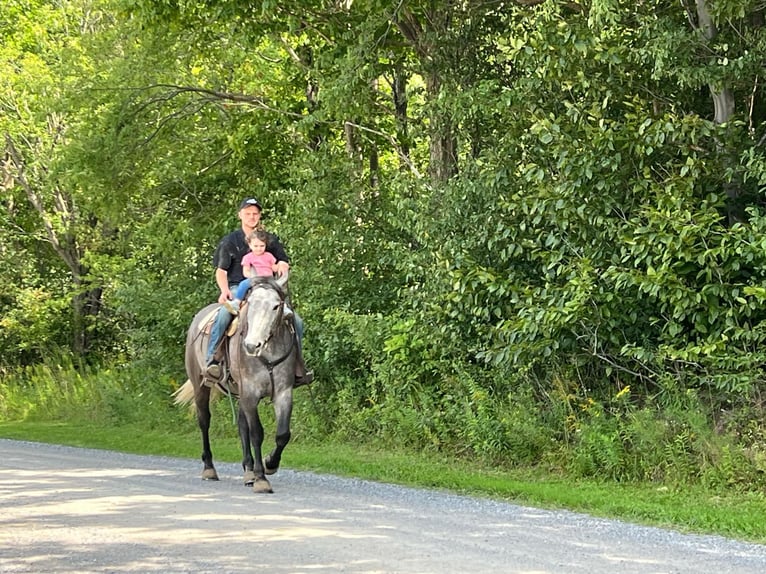 American Quarter Horse Wałach 6 lat 163 cm Siwa in Warsaw KY