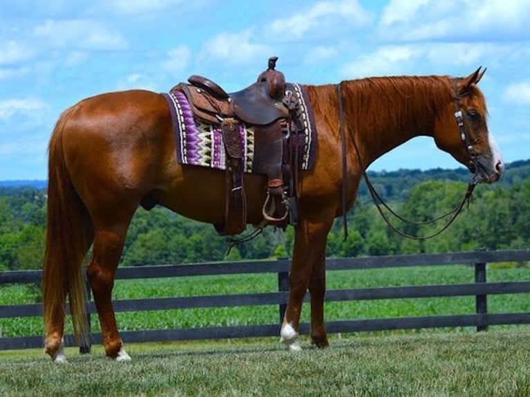 American Quarter Horse Wałach 6 lat 165 cm Ciemnokasztanowata in Fredricksburg, OH