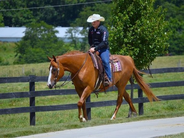 American Quarter Horse Wałach 6 lat 165 cm Ciemnokasztanowata in Fredricksburg, OH