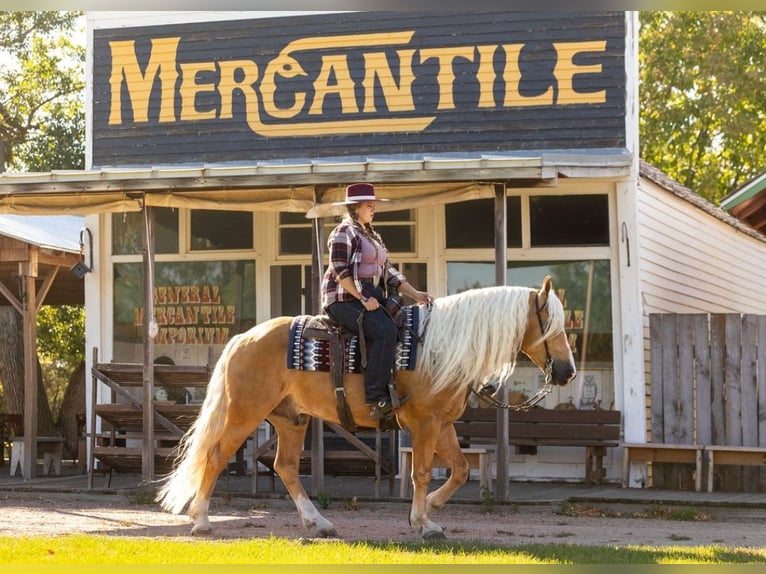 American Quarter Horse Mix Wałach 6 lat 165 cm Izabelowata in Grand Island, NE