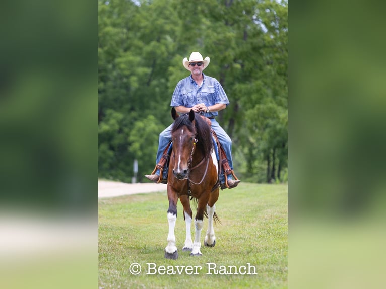 American Quarter Horse Wałach 6 lat 168 cm Tobiano wszelkich maści in MOuntain Grove MO