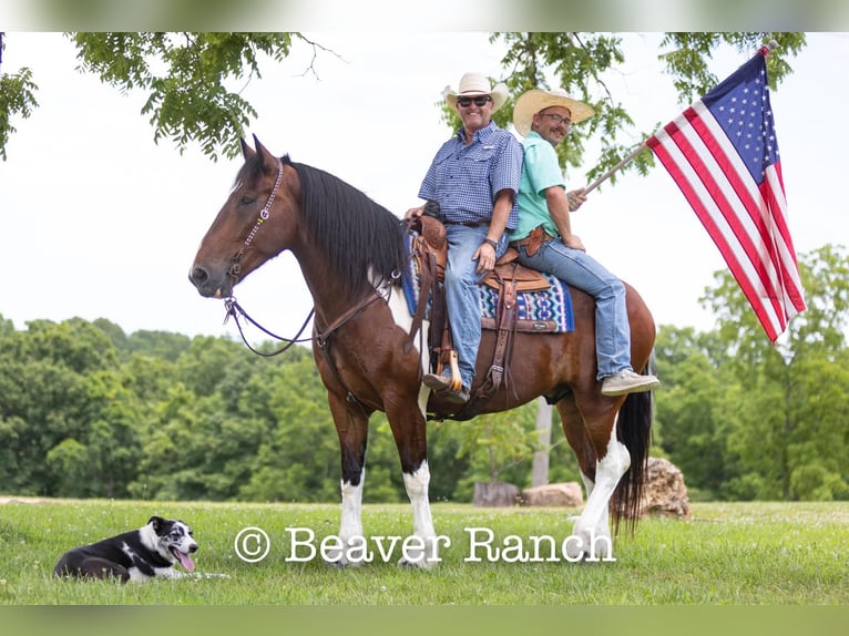 American Quarter Horse Wałach 6 lat 168 cm Tobiano wszelkich maści in MOuntain Grove MO