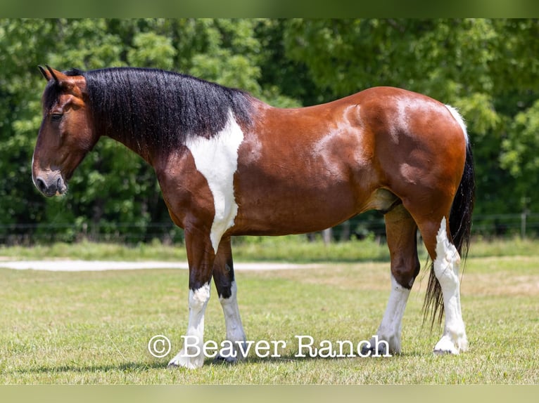 American Quarter Horse Wałach 6 lat 168 cm Tobiano wszelkich maści in MOuntain Grove MO