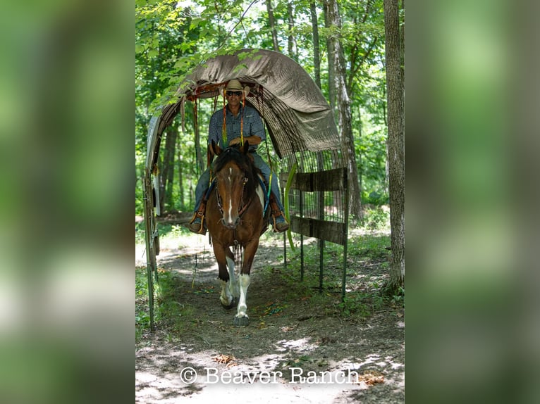 American Quarter Horse Wałach 6 lat 168 cm Tobiano wszelkich maści in MOuntain Grove MO