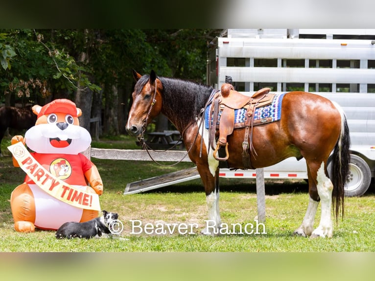 American Quarter Horse Wałach 6 lat 168 cm Tobiano wszelkich maści in MOuntain Grove MO