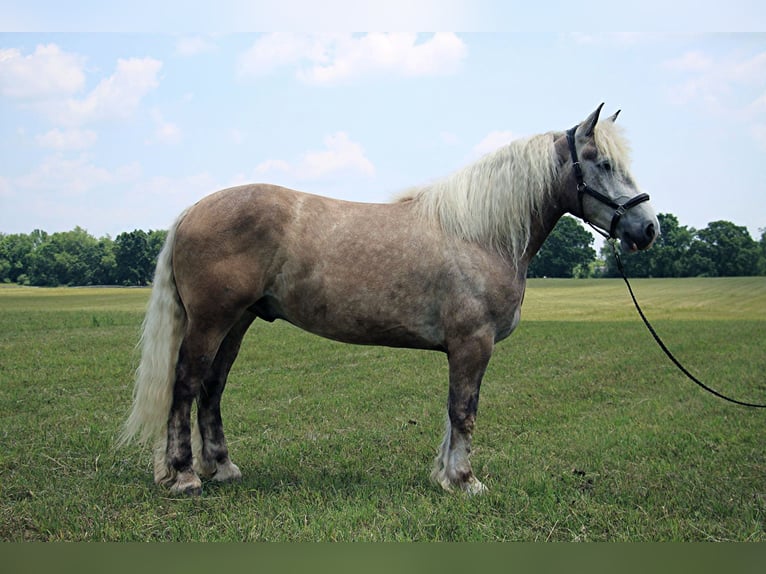 American Quarter Horse Wałach 6 lat 175 cm Siwa in Highland MI