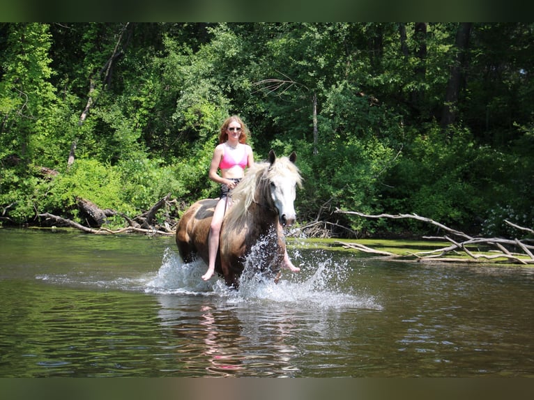 American Quarter Horse Wałach 6 lat 175 cm Siwa in Highland MI