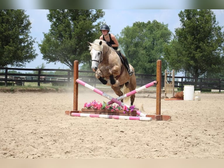 American Quarter Horse Wałach 6 lat 175 cm Siwa in Highland MI