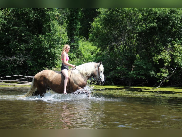 American Quarter Horse Wałach 6 lat 175 cm Siwa in Highland MI