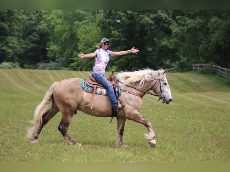 American Quarter Horse Wałach 6 lat 175 cm Siwa in Highland MI