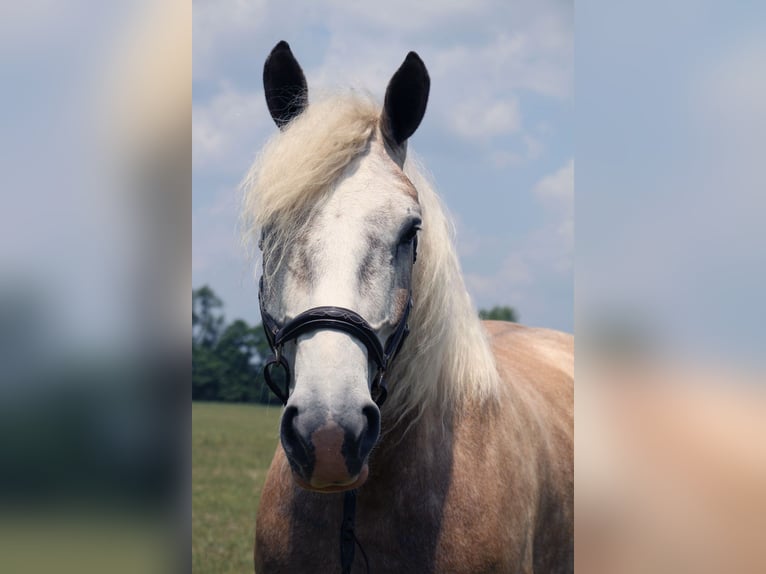 American Quarter Horse Wałach 6 lat 175 cm Siwa in Highland MI