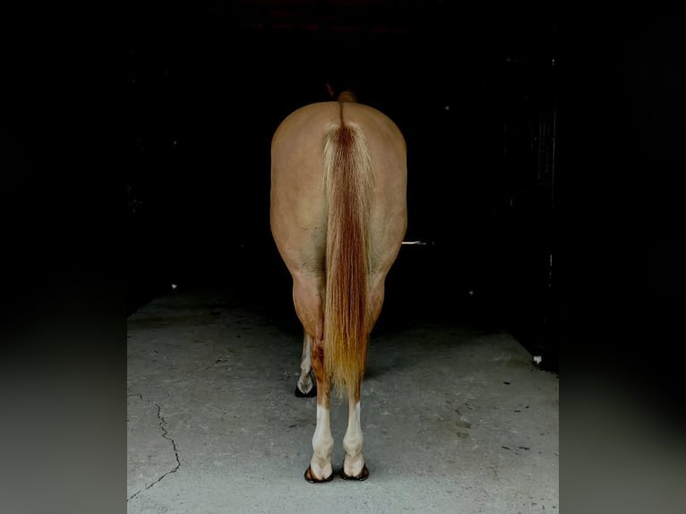 American Quarter Horse Wałach 6 lat Bułana in Holmesville