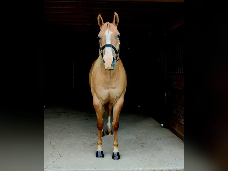 American Quarter Horse Wałach 6 lat Bułana in Holmesville