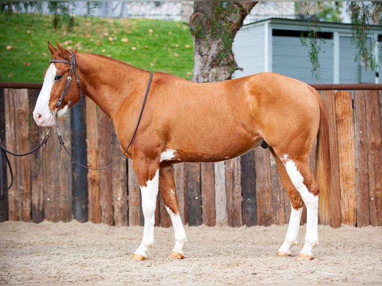 American Quarter Horse Wałach 6 lat Bułana in Murrieta, CA