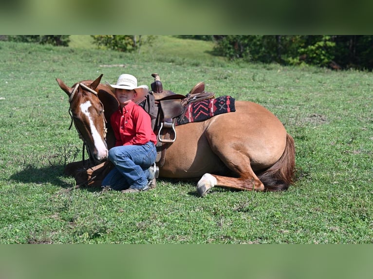 American Quarter Horse Wałach 6 lat Bułana in Millersburg OH