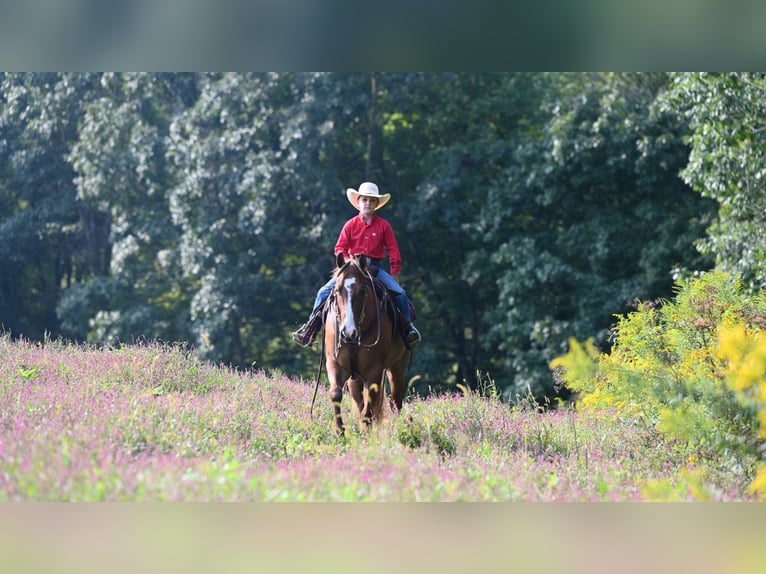 American Quarter Horse Wałach 6 lat Bułana in Millersburg OH