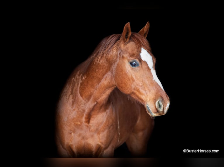 American Quarter Horse Wałach 6 lat Ciemnokasztanowata in Weatherford TX